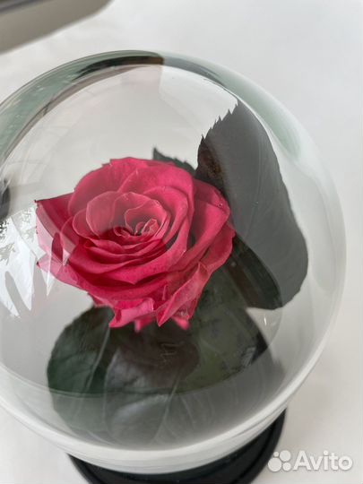 Роза в колбе