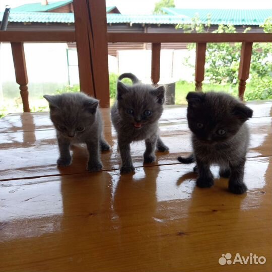 Британские котята