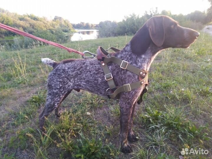 Курцхаар, вязка, кобель 3 года