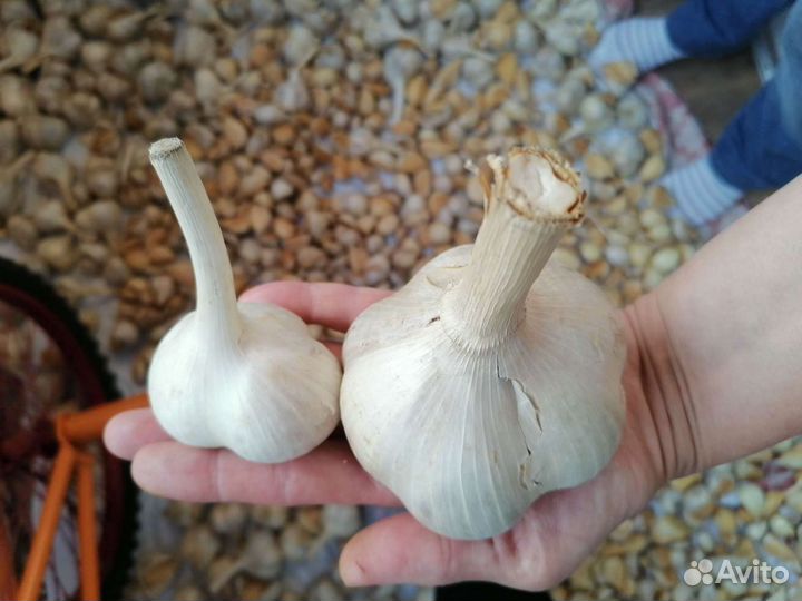 Чеснок Рокамболь (слоновый)