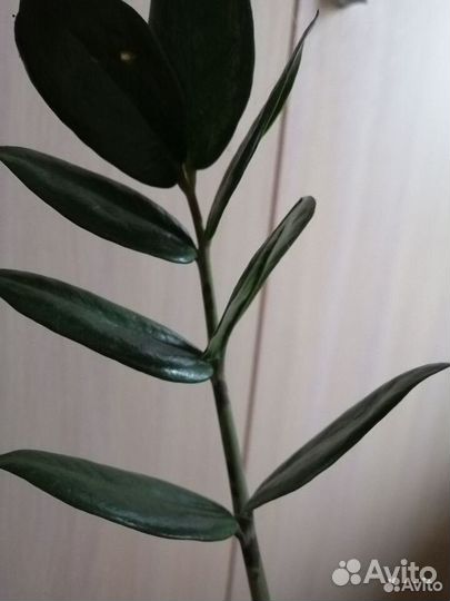 Долларовое дерево - замиокулькас