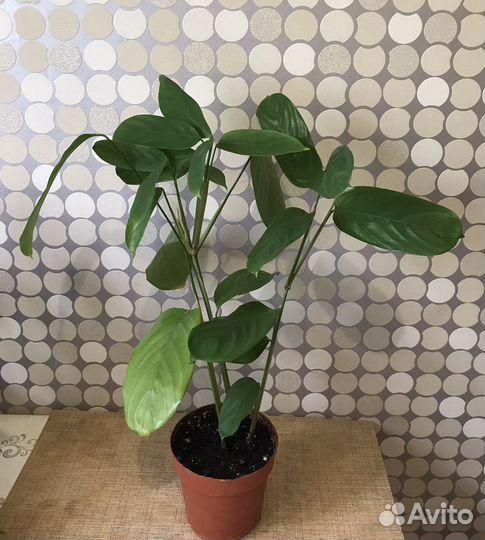 Калатея Лубберса и др