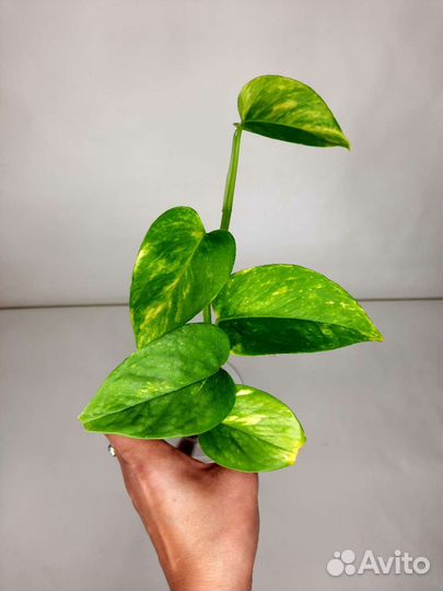 Сциндапсус золотистый