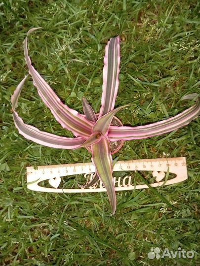 Криптантус Пинк Старлайт