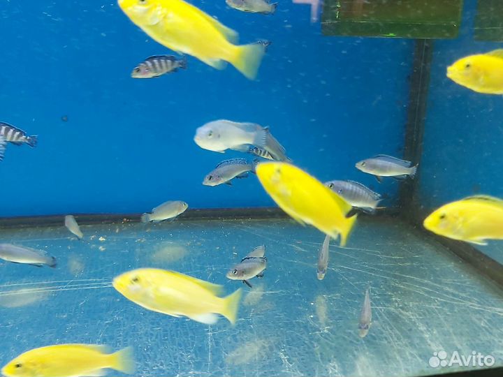 Малавийские цихлиды