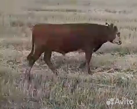 Продам бычка подсосный 9 месяцев