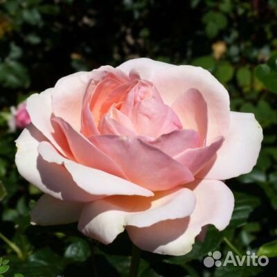 Саженцы роз Афродита