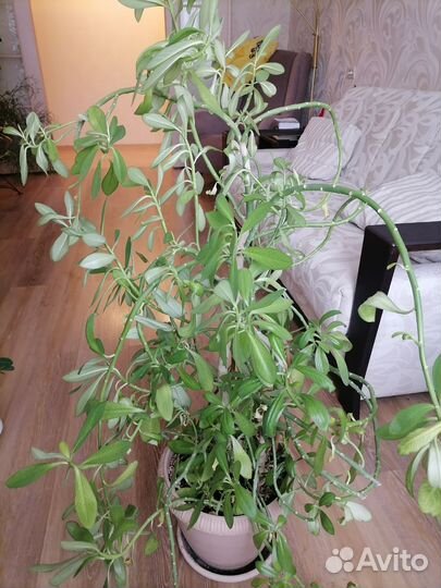 Молочай синадериум гранта