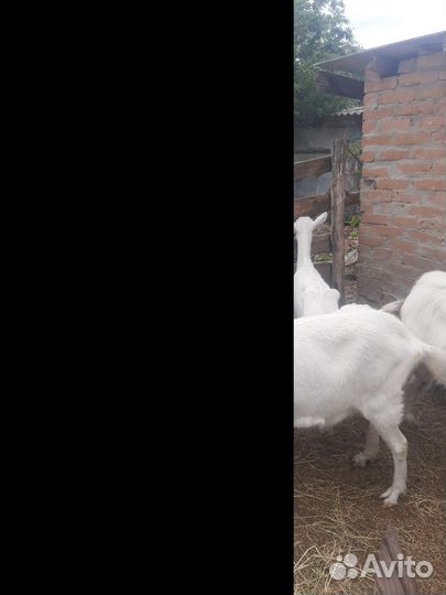 Чистокровные зааненские козы молочные