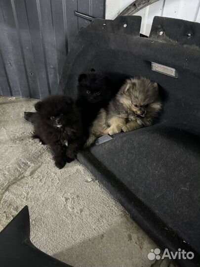 Померанский шпиц мини девочки