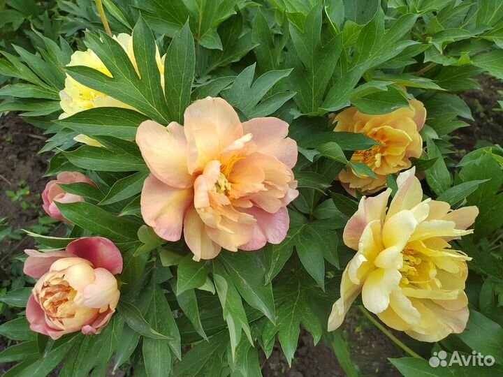 Пион joanna marlene