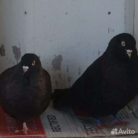 Николаевские голуби бабочка торец