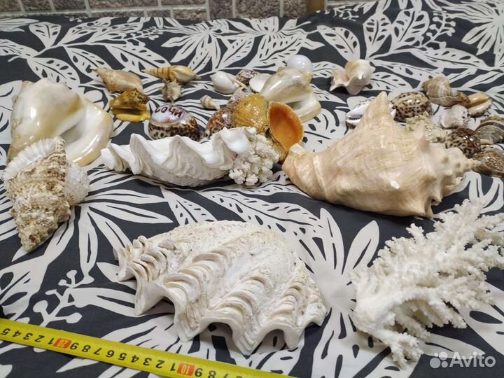 Ракушки коралл для коллекции для декора и аквариум