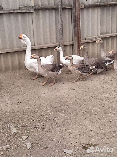 Холмогорские гуси и тульские