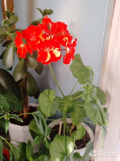 Фиалки, герань, катарантус