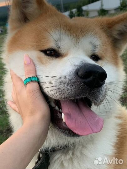 Кобель для вязки