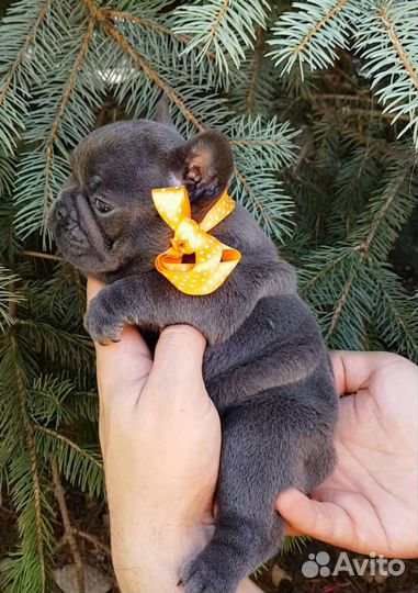 Французский бульдог щенки голубой