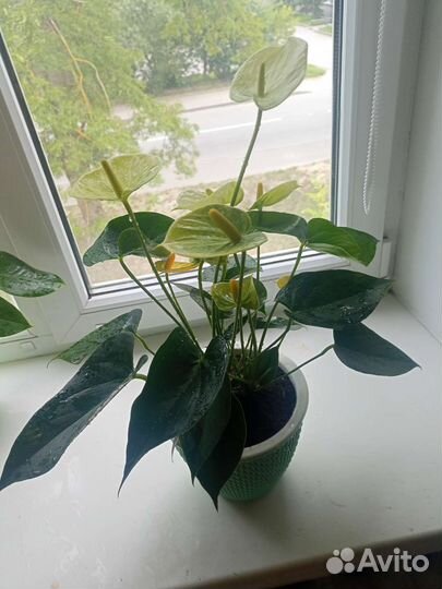 Антуриум ванилла
