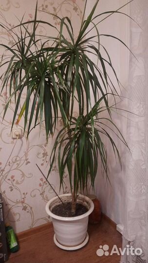 Пальма драцена