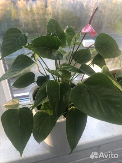 Комнатные цветы антуриум