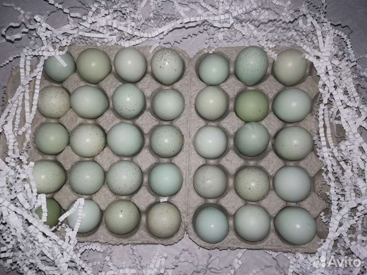 Кассеты для перепелиных яиц