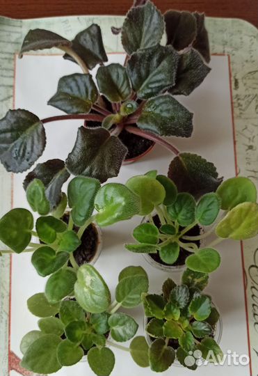 Набор сортовых фиалок 5 шт. фото 2