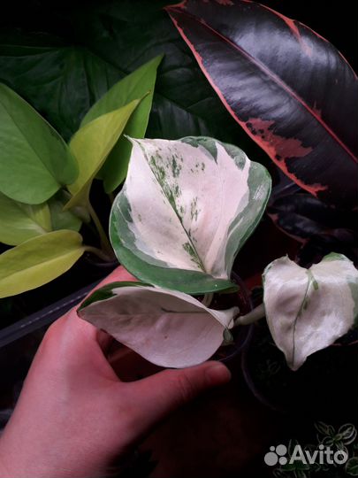 Эпипремнум Марб Эпл