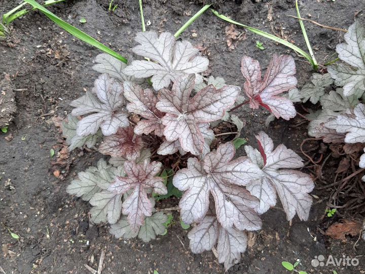 Гейхера, хоста