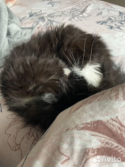 Кот