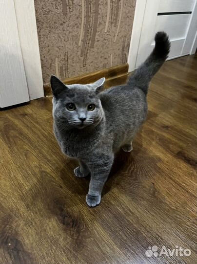 Шотландские кошка