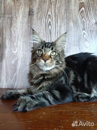 Мейн-кун мальчик