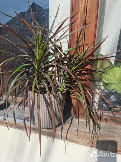 Пальма драцена