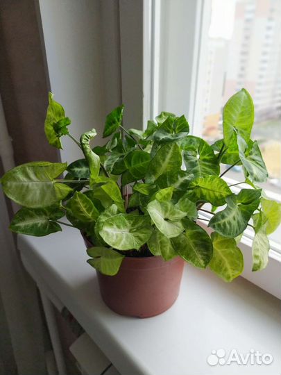 Сингониум Пикси