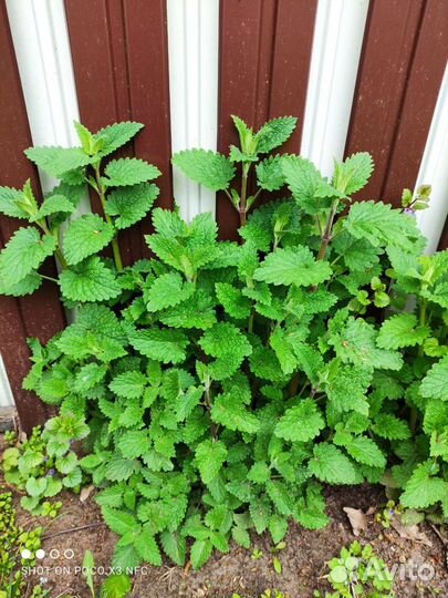 Мята, мелисса