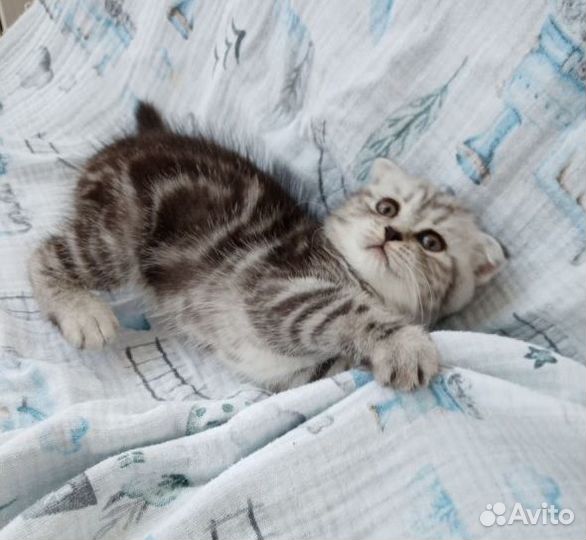 Черный мрамор котенок шотландец