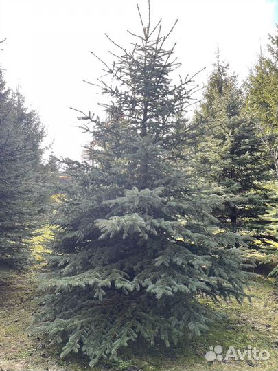 Ель голубая