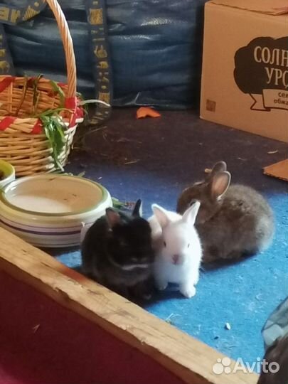 Карликовые крольчата