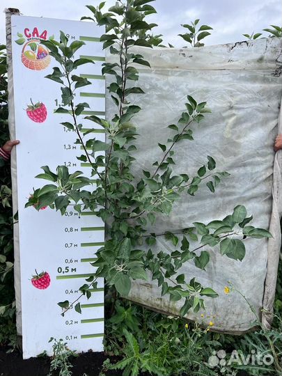 Саженцы Яблонь/Груш/Сливы/Виши/Малины/Смородины