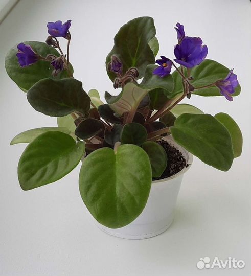 Фиалка, сорт Blue Boy