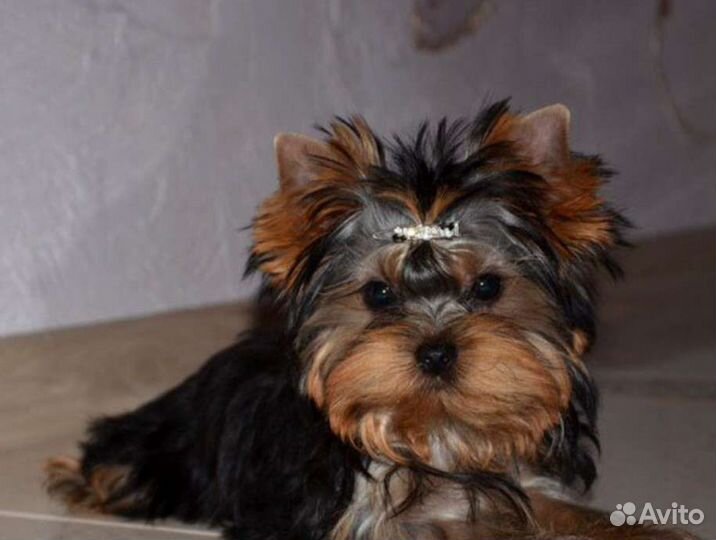 Йоркширский терьер девочка
