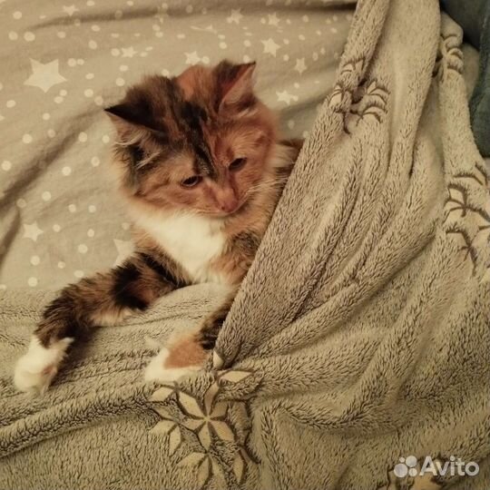 Кошка