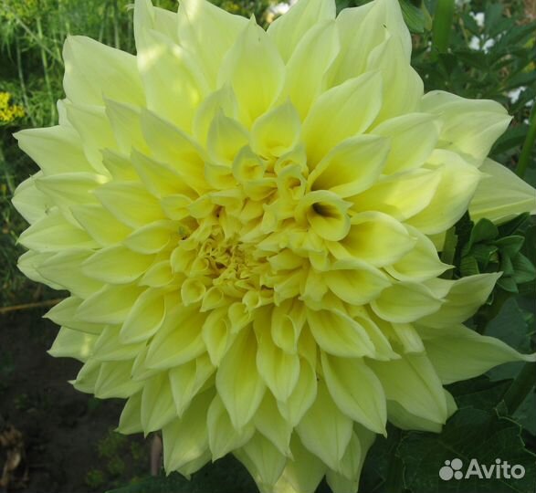 Георгины клубни