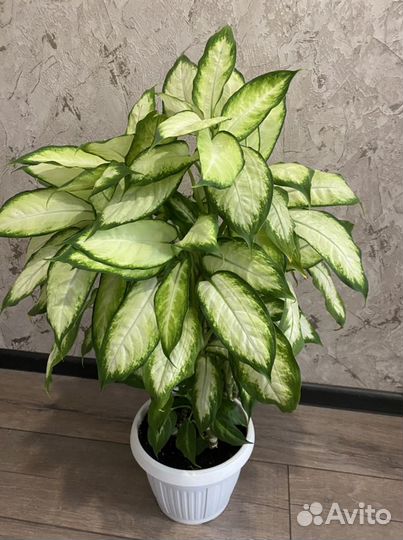 Диффенбахия Камила