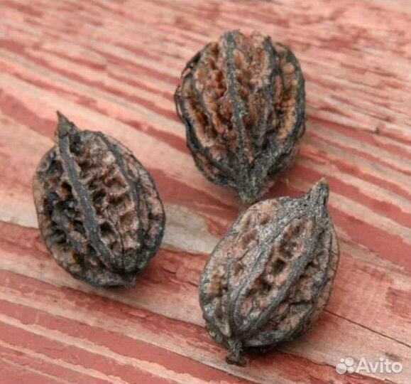 Орех маньчжурский, морозостойкий, семена