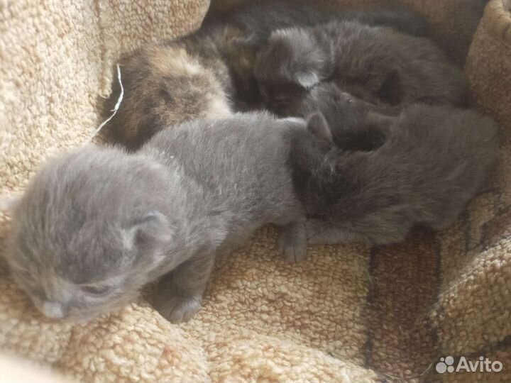 Кошка в дар бесплатно