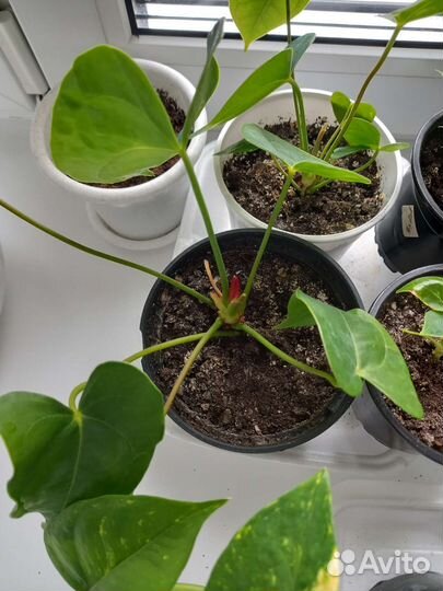 Антуриум красный