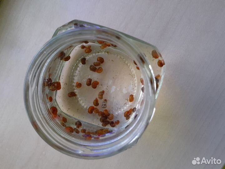 Улитки аквариумные катушки