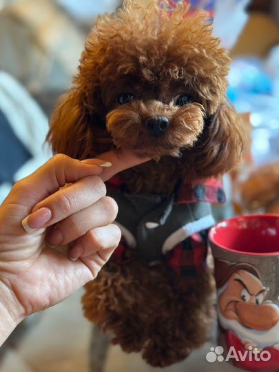 Той-пудель тикап тедди импорт китай