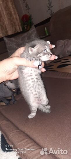 Канадский сфинкс котята