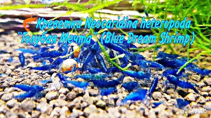 Креветки аквариумные Neocaridina